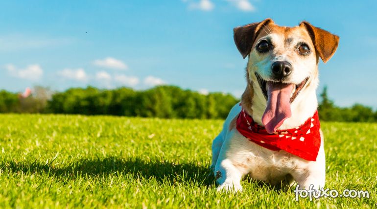 4 dicas para oferecer uma excelente qualidade de vida para o seu cão