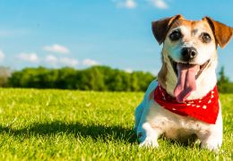 4 dicas para oferecer uma excelente qualidade de vida para o seu cão
