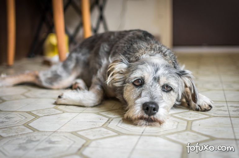 5 sinais que podem indicar que seu cachorro está com depressão