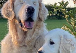 Cachorro cego ganha o seu próprio cão-guia