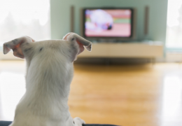 Por que alguns cachorros latem para televisão?