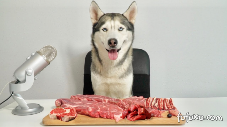 Carne é mais saudável do que ração? Saiba mais sobre a alimentação canina