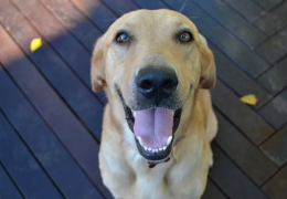 Estudo afirma que cães não entendem expressões faciais dos humanos