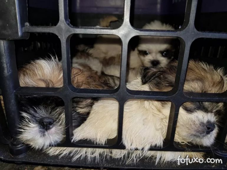 Filhotes de cachorros são resgatados em bagageiro de ônibus