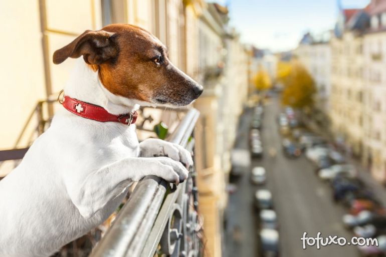 5 dicas importantes para criar cães dentro de apartamentos