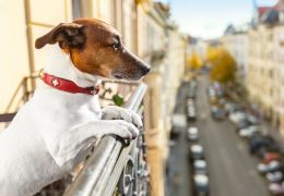 5 dicas importantes para criar cães dentro de apartamentos