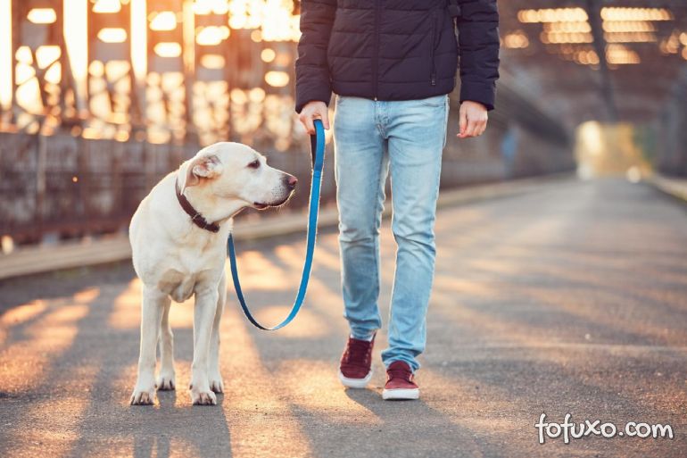 Pressão alta em cachorros: Saiba reconhecer os sintomas