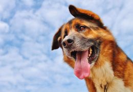 Cachorro ofegante: confira as principais causas