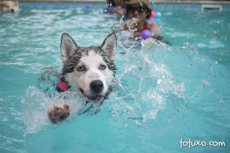 5 dicas para cachorros aproveitarem a piscina