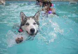 5 dicas para cachorros aproveitarem a piscina