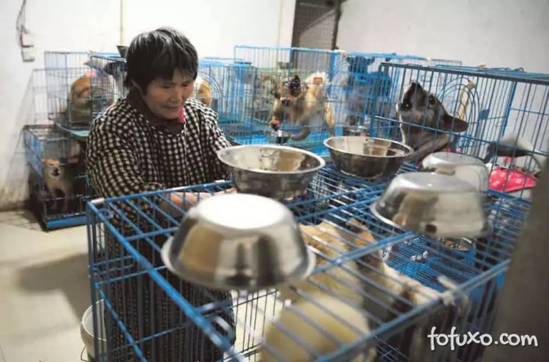 Aposentada Chinesa vive com 1.300 cães na sua casa