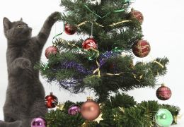 Árvores de natal: dicas para evitar que os gatos destruam