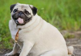 Maioria dos donos subestima sobrepeso de cães