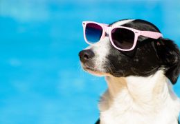 5 dicas para refrescar seu cachorro em dias quentes