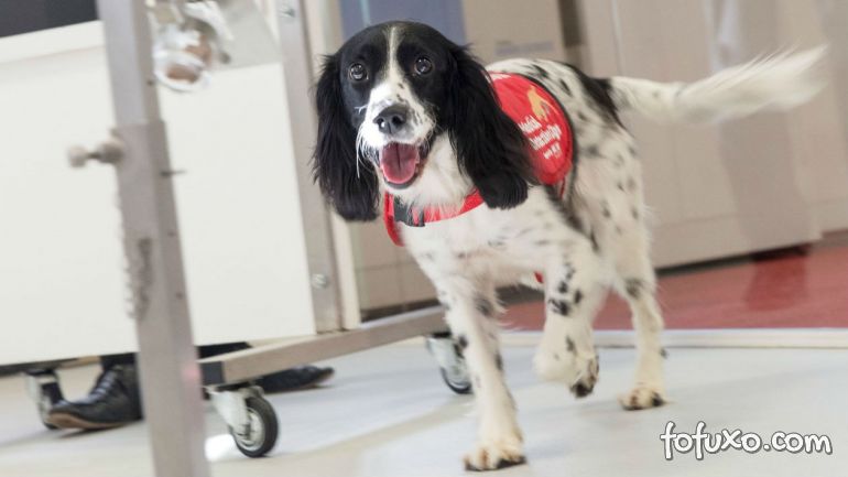 Cães treinados podem ajudar pessoas diabéticas em crise