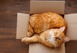 Gatos e caixas de papelão: entenda essa relação de amor.