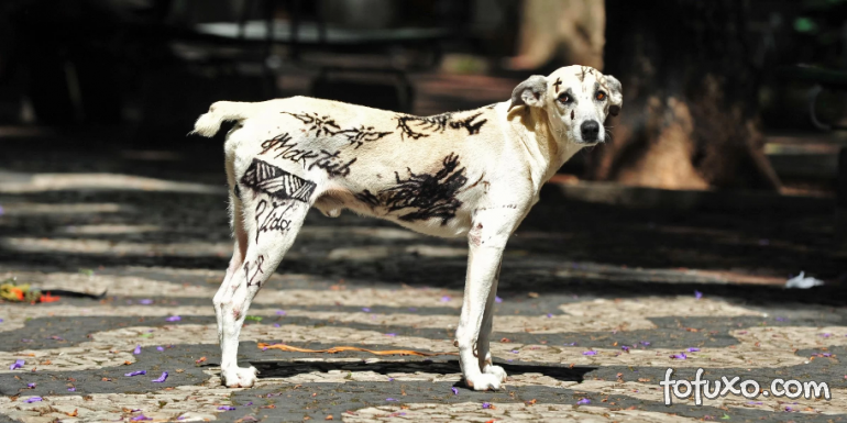 Cachorro “tatuado” gera advertência para proprietários