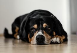 Diarreia em cães: confira algumas receitas naturais para aliviar o problema