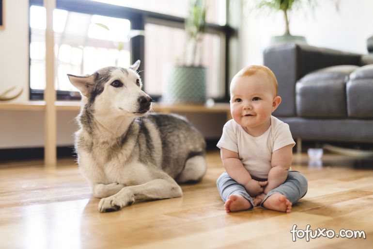 5 dicas para preparar o cão para a chegada do novo bebê