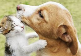 Seul anuncia testes em cães e gatos que apresentarem sintomas da Covid-19