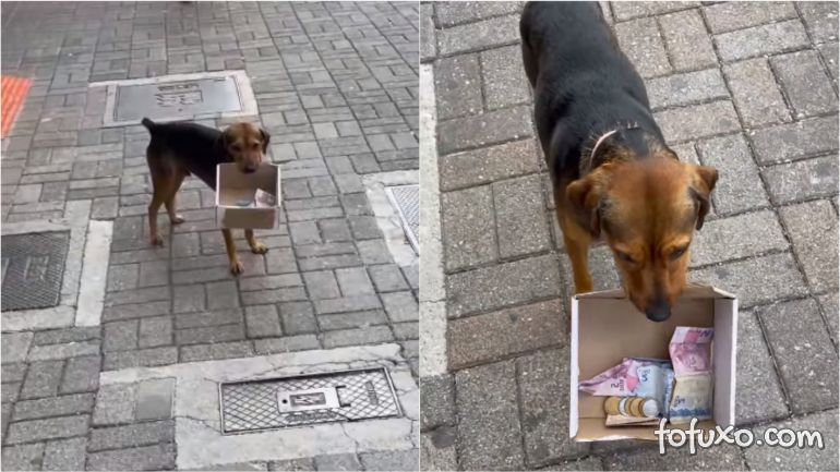 Cachorro ajuda dono a arrecadar dinheiro com caixinha