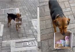 Cachorro ajuda dono a arrecadar dinheiro com caixinha