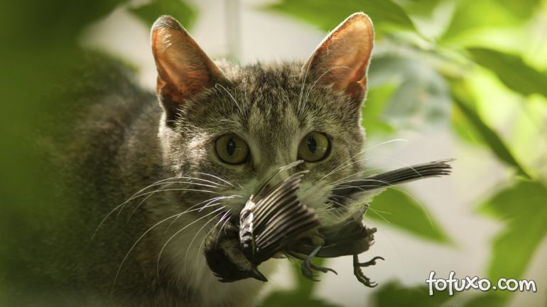 É possível diminuir o instinto caçador dos gatos domésticos? Pesquisadores dizem