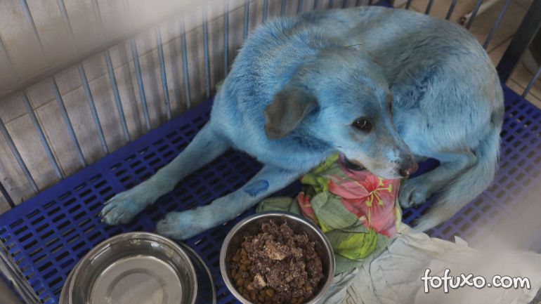 Cachorros azuis são resgatados na Rússia