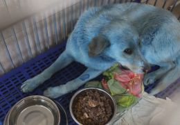 Cachorros azuis são resgatados na Rússia