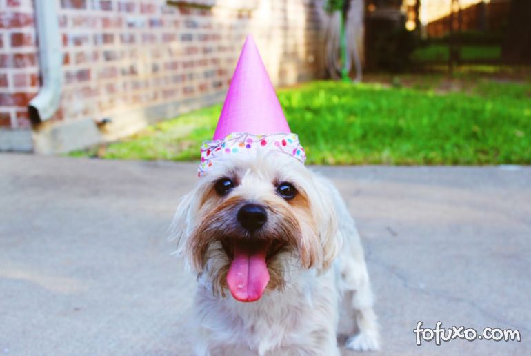 5 dicas para fazer uma festa para o seu cachorro