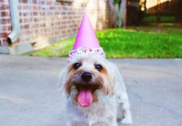 5 dicas para fazer uma festa para o seu cachorro
