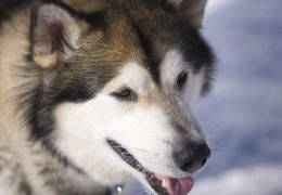 Pesquisadores descobrem restos mortais de cachorros mais antigos do mundo