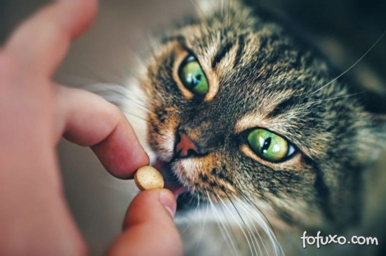 5 passos para dar remédio para o seu gato