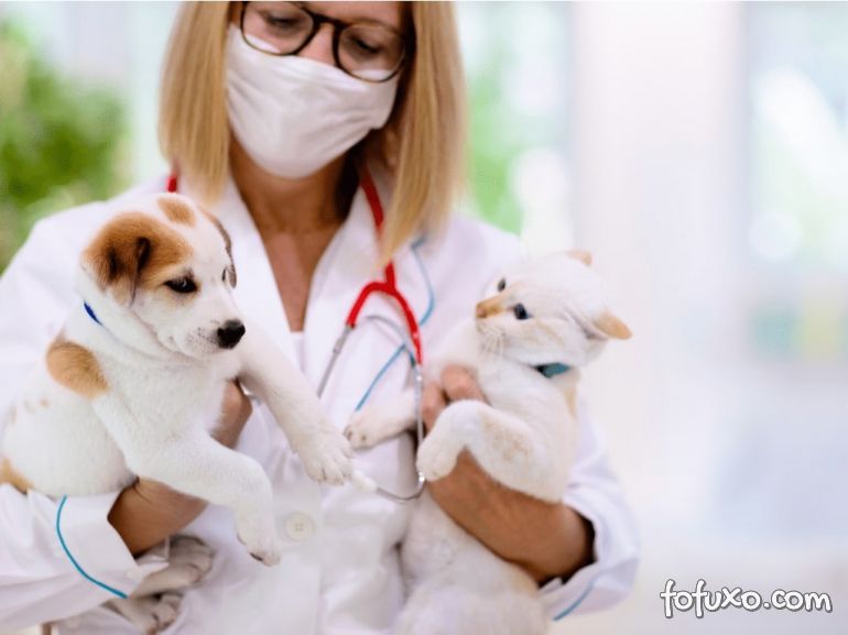 Vale a pena fazer plano de saúde para cachorro?