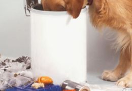 3 dicas para ensinar o cachorro a não mexer no lixo