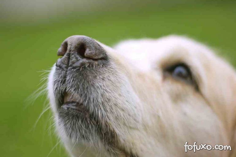 Confira algumas curiosidades sobre o bigode do cachorro