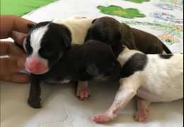 Filhotes de cachorros são resgatados de dentro de travesseiro costurado