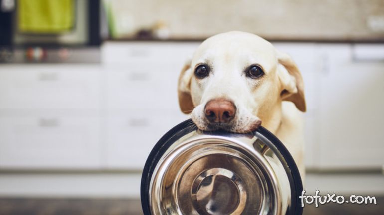 4 Nutrientes fundamentais para a saúde dos cachorros