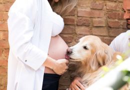 Cachorros sabem quando uma mulher está gravida?