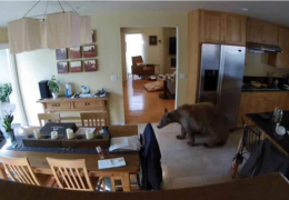 Cães expulsam urso que invade casa nos EUA