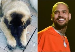 Chris Brown é processado por ataque de cachorro
