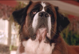 5 filmes sobre cachorros para assistir na Netflix
