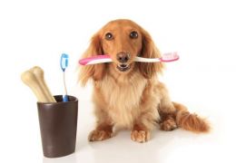 Escovar os dentes dos cães é realmente necessário? Entenda!