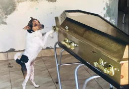 Cachorro emociona pessoas ao chorar e ficar ao lado do caixão da dona