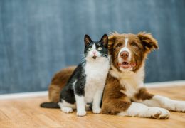 Pesquisadores encontram anticorpos contra Covid-19 em cão e gato de rua