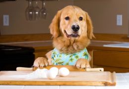 Cachorro pode comer ovo? Saiba se o alimento faz bem ou não ao pet!