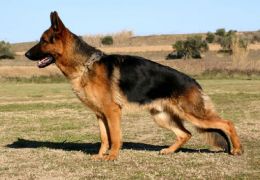 Conheça 5 tipos de Displasia Coxo Femural em cães