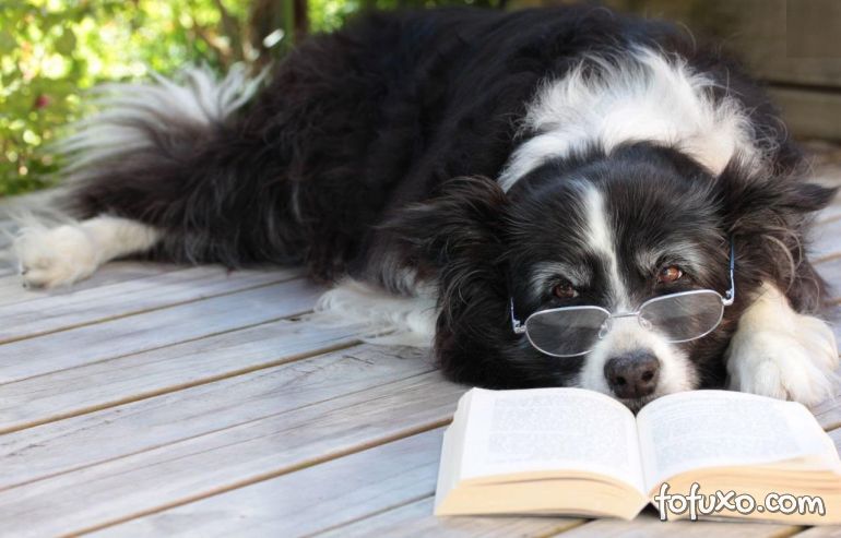 Estudo indica que cães podem entender 165 palavras