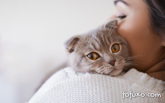 4 sinais de que o seu gato realmente te ama