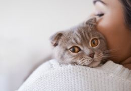4 sinais de que o seu gato realmente te ama